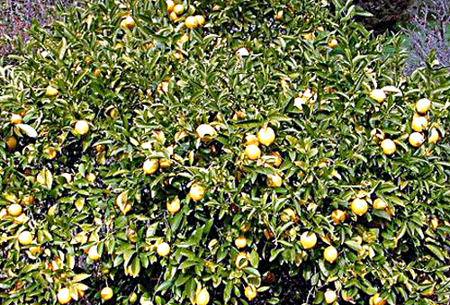 citron træ
