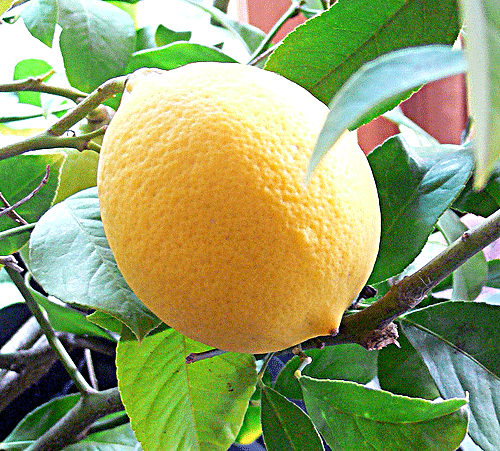 Citron-lemon-lime.citrus-olier
