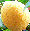 Citrus Olier